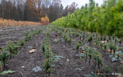 2024-11-13-INL-Jodła-fot-Dariusz-Piekut