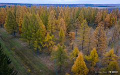 2024-11-13-INL-Jodła-fot-Dariusz-Piekut