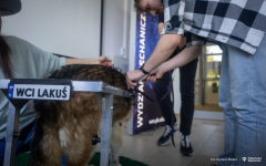 29-04-2024-Wózek-dla-psa-od studentów-z-koła-naukowego-Ortos-fot-Dariusz-Piekut