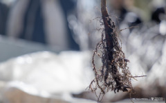 2026-04-22-ćwiczenia-terenowe-studentów-kierunku-leśnictwo-fot-Iryna-Mikhno-PB