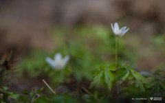 2026-04-22-ćwiczenia-terenowe-studentów-kierunku-leśnictwo-fot-Iryna-Mikhno-PB
